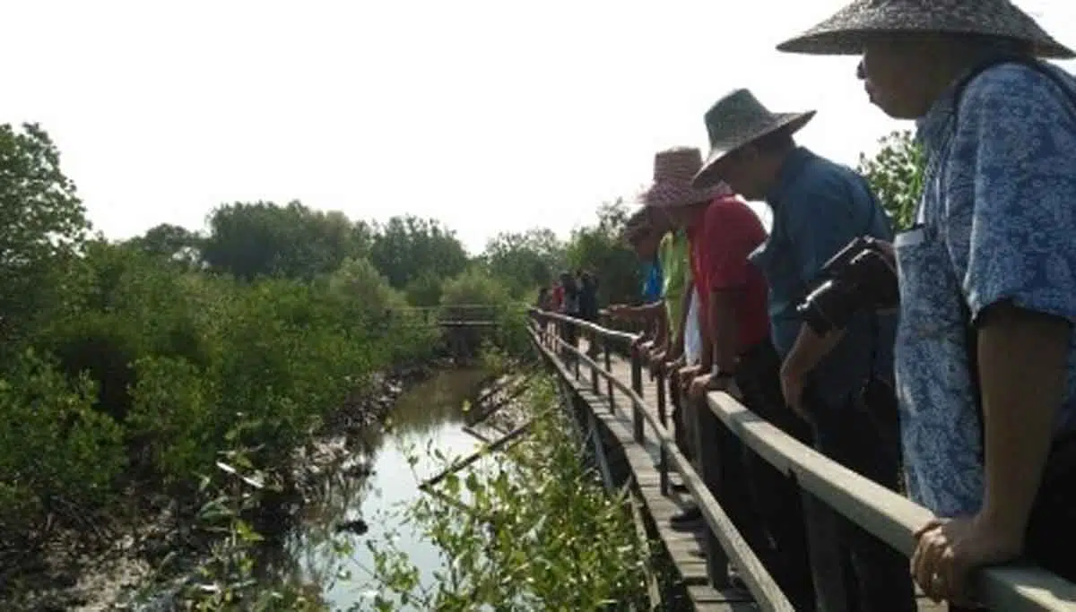 Ekowisata Mangrove Bangkalan Potensial Jadi Penggerak Ekonomi Warga