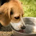 Pandangan 4 Mazhab Tentang Najis Anjing yang Perlu Umat Islam Ketahui