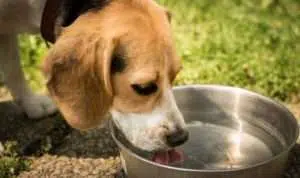 Pandangan 4 Mazhab Tentang Najis Anjing yang Perlu Umat Islam Ketahui