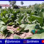 Waduh! Mulai Tahun 2017 Tidak Ditemukan Pelanggaran Sampel Tembakau?