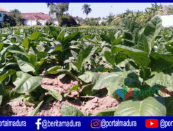 DPRD Sumenep Minta Pemkab Jembatani Petani dan Pabrikan