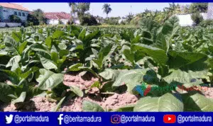 Waduh! Mulai Tahun 2017 Tidak Ditemukan Pelanggaran Sampel Tembakau?