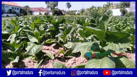 Prediksi Harga Tembakau Sampang Rp30-50 Ribu per Kilogram