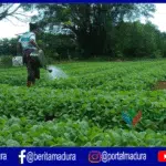 Petani Sumenep Lambat Tanam Tembakau