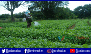 Petani Sumenep Lambat Tanam Tembakau