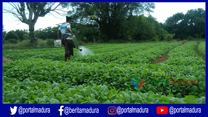 Petani Sumenep Lambat Tanam Tembakau