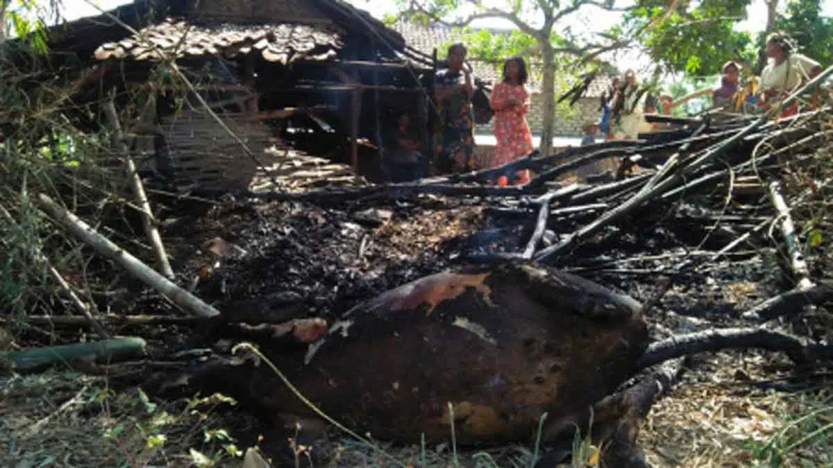Kandang Terbakar, Sapi Ikut Terpanggang