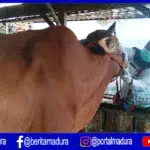 10 Penampungan Hewan Kurban Jadi Pantauan Dinas Peternakan