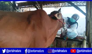 10 Penampungan Hewan Kurban Jadi Pantauan Dinas Peternakan