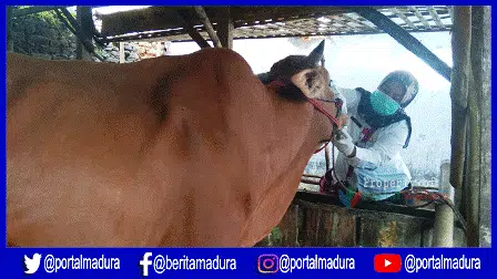 10 Penampungan Hewan Kurban Jadi Pantauan Dinas Peternakan