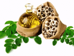 5 Khasiat Tersembunyi Moringa Oil untuk Perawatan Kecantikan