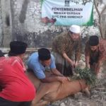 DPC PKB Sumenep Berkurban Satu Ekor Sapi