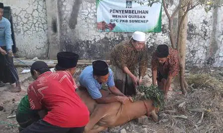 DPC PKB Sumenep Berkurban Satu Ekor Sapi