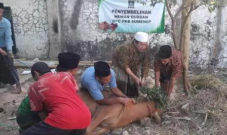 DPC PKB Sumenep Berkurban Satu Ekor Sapi