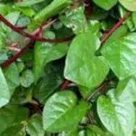 Obat Herbal Alami, Ini 6 Khasiat Daun Binahong bagi Kesehatan