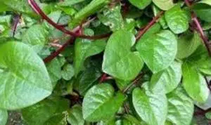 Obat Herbal Alami, Ini 6 Khasiat Daun Binahong bagi Kesehatan