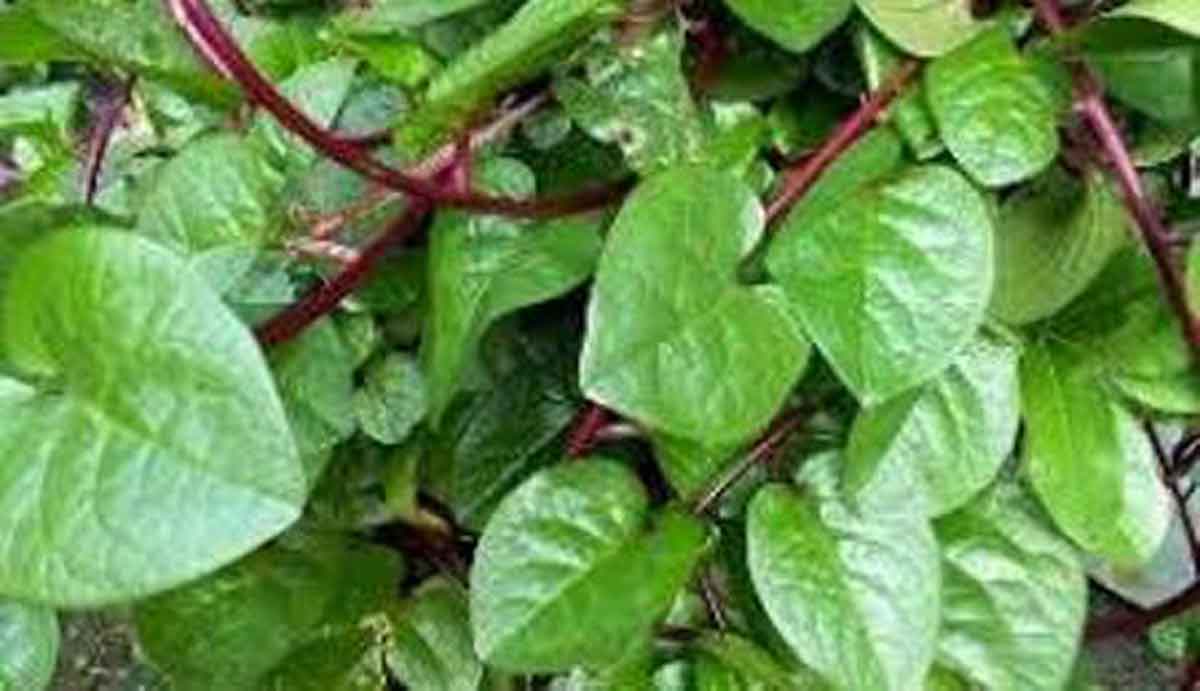 Obat Herbal Daun Binahong Kapsul Wallpaper