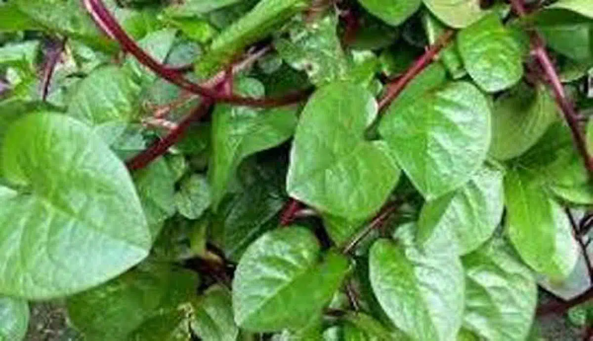Obat Herbal Alami, Ini 6 Khasiat Daun Binahong bagi Kesehatan