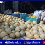 Miliki Rasa Manis Khas, Ini Keistimewaan Melon Kangean Sumenep