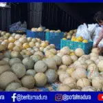 Miliki Rasa Manis Khas, Ini Keistimewaan Melon Kangean Sumenep