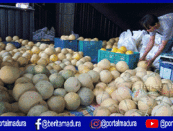 Miliki Rasa Manis Khas, Ini Keistimewaan Melon Kangean Sumenep
