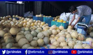 Miliki Rasa Manis Khas, Ini Keistimewaan Melon Kangean Sumenep