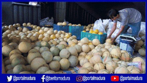 Miliki Rasa Manis Khas, Ini Keistimewaan Melon Kangean Sumenep