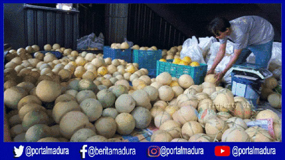 Miliki Rasa Manis Khas, Ini Keistimewaan Melon Kangean Sumenep