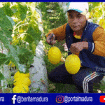 Melon “Golden Alissa” Jadi Pengganti Tanaman Tembakau