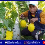 Melon “Golden Alissa” Jadi Pengganti Tanaman Tembakau