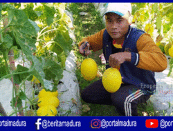 Melon “Golden Alissa” Jadi Pengganti Tanaman Tembakau