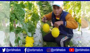 Melon "Golden Alissa" Jadi Pengganti Tanaman Tembakau