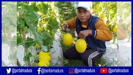 Melon "Golden Alissa" Jadi Pengganti Tanaman Tembakau