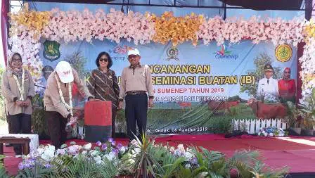 Tingkatkan Produk Sapi Madura, Sumenep Canangkan Kampung IB
