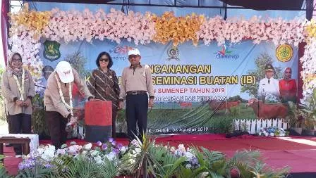 Tingkatkan Produk Sapi Madura, Sumenep Canangkan Kampung IB