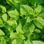 3 Manfaat Daun Mint untuk Kesehatan