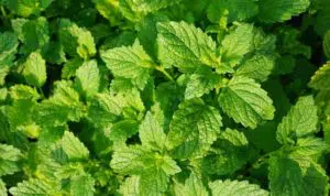 3 Manfaat Daun Mint untuk Kesehatan