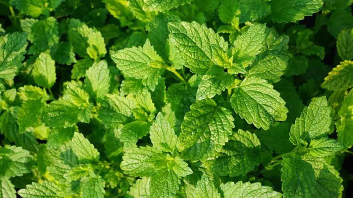 3 Manfaat Daun Mint untuk Kesehatan