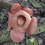 Indahnya Bunga Patma Mekar di Kebun Raya Bogor