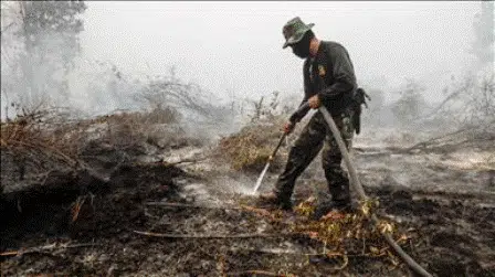 Anwar Ibrahim Perusahaan Penyebab Kebakaran Hutan Harus Dihukum