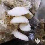 Dongkrak Ekonomi Warga, Wirausaha Muda Sumenep Beri Pelatihan Budi Daya Jamur dan Pengolahannya
