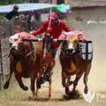 36 Peserta Karapan Sapi Sumenep Rebut Tiket Piala Presiden RI, Sapi Luar Didiskualifikasi
