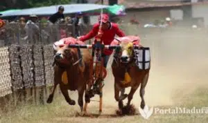 36 Peserta Karapan Sapi Sumenep Rebut Tiket Piala Presiden RI, Sapi Luar Didiskualifikasi