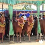 Kontes Kecantikan Sapi Betina, Budaya Bernilai Ekonomi Tinggi