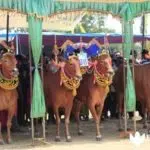 Kontes Kecantikan Sapi Betina, Budaya Bernilai Ekonomi Tinggi