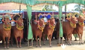 Kontes Kecantikan Sapi Betina, Budaya Bernilai Ekonomi Tinggi