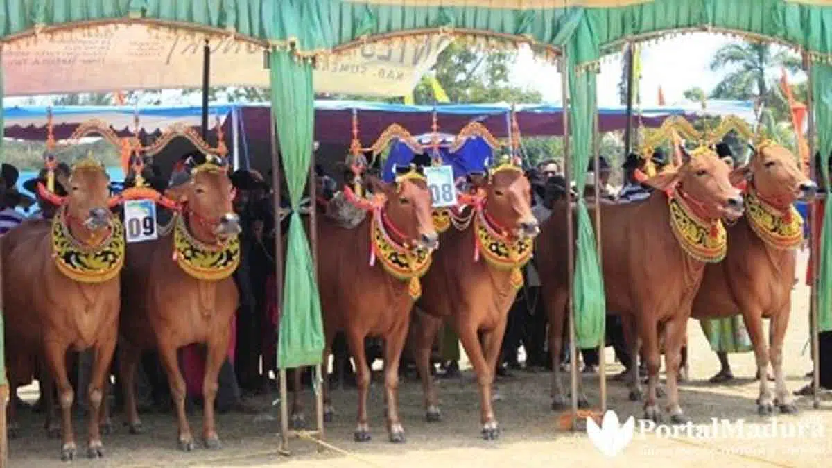 Kontes Kecantikan Sapi Betina, Budaya Bernilai Ekonomi Tinggi