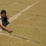 Pembelian Tembakau Sumenep di Tingkat Petani Kian Lesu