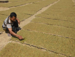 Pembelian Tembakau Sumenep di Tingkat Petani Kian Lesu