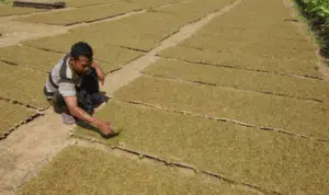 Pembelian Tembakau Sumenep di Tingkat Petani Kian Lesu